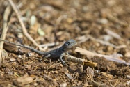 Baby Skink