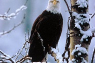 bald eagle