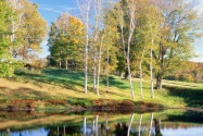 Birch Trees, Vermont      ID 42446