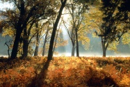 Black Oaks and Ferns, Leidig Meadows, Yosemite N