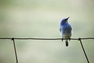 Blue Bird