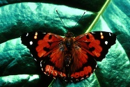 butterfly