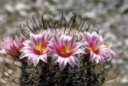 Cactus Flower