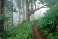 Cape Lookout State Park, Oregon      ID