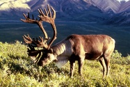 caribou