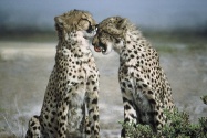 Cheetahs