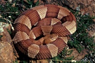 copperhead