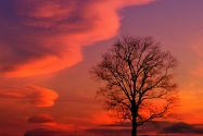 Crimson Twilight, Kentucky      ID 4467