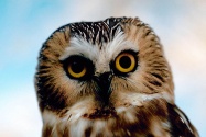 Cute Owl