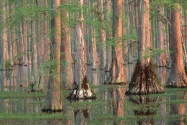 Cypress Trees