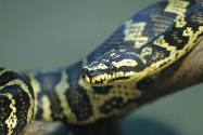 Diamond Python