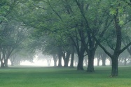 Early Morning Mist, Central Indiana   