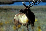 elk