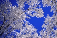 Frosted Trees, Boulder, Colorado      I