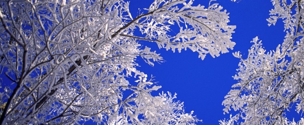 Frosted Trees, Boulder, Colorado      I (click to view)