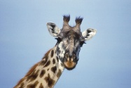 Giraffe2