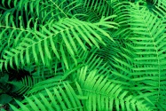 Hammock Fern, Atchafalaya Basin,  Louisiana   16