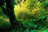 Hoh Rainforest, Olympic National Park, Washingto