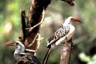 hornbill