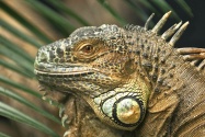 Iguana Lizard