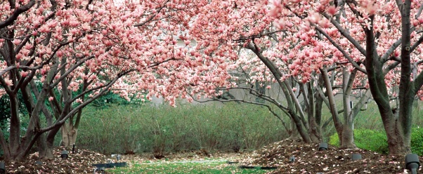 In Full Bloom (click to view)