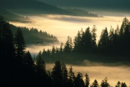 Indian Creek, Siuslaw National Forest, Oregon