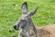 kangaroo