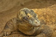 komodo