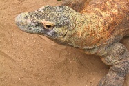 komodo dragon