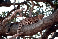 Leopard in Tree