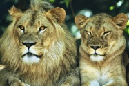 Lions