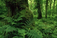 Lough Key Forest Park, Ireland      ID