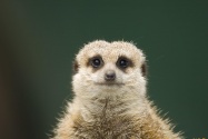 MeerKat