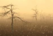 Morning Dew, Everglades National Park, Florida