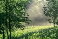 Morning Meadow,  Nashville