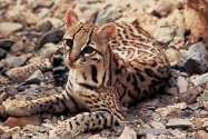 ocelot