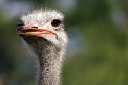 ostrich