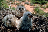 Owl Chicks