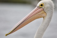 pelican