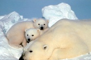 polar bears