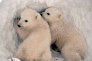 polar bears are cute