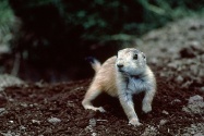 prairie dog