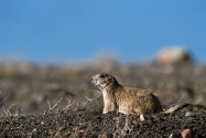 prairie dog