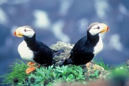 puffin