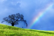 Rope Swing Memories, Near Petaluma, California