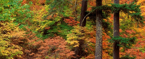 Russeted Woodland, Cascade Mountains, Washington (click to view)
