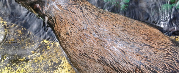 seal image (click to view)