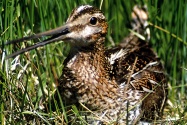 snipe