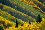 Splash of Gold, Maroon Creek Valley, White River