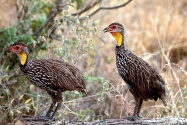 spurfowl